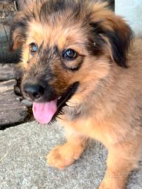 Cuccioli di pastore di Oropa  ( biellesi)