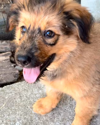 Cuccioli di pastore di Oropa  ( biellesi)