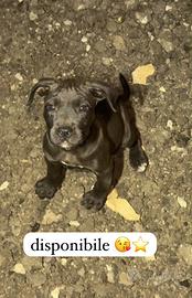 pitbull