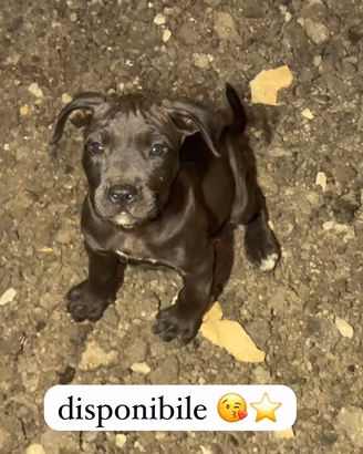 pitbull