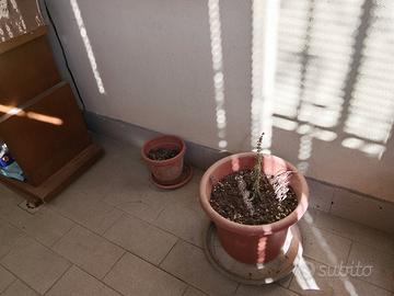 vasi per fiori piante 