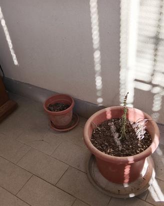 vasi per fiori piante 