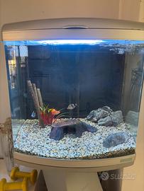 Acquario  60 lt