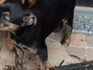 Cucciolo di cane