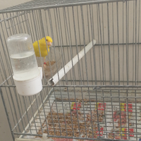 Canarino giallo occhi rossi