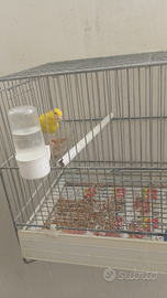 Canarino giallo occhi rossi