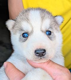 Cuccioli di Siberian Husky