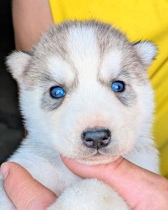 Cuccioli di Siberian Husky