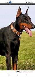 Dobermann