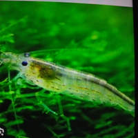 Gamberetti trasparenti