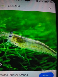 Gamberetti trasparenti