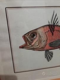 coppia stampe vintage pesci