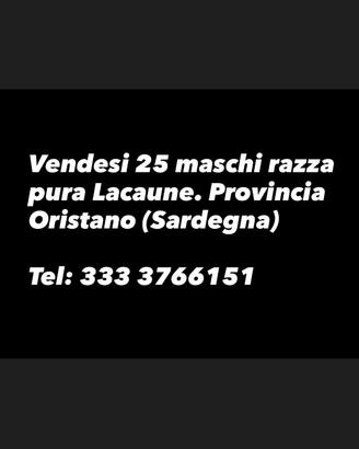 Maschi puri lacaune