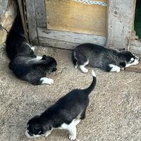 Cuccioli di siberian husky 100% originali