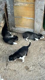 Cuccioli di siberian husky 100% originali