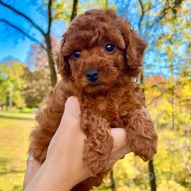 Barboncini TOY E MINI TOY Red Anche in 12 Rate