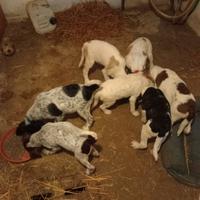 Lagotto bracca/pionter tartufi