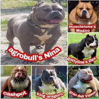 American bully femmina