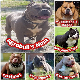 American bully femmina