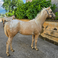Puledro appaloosa palomino