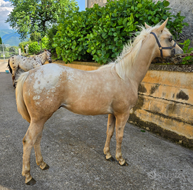 Puledro appaloosa palomino