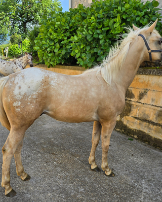Puledro appaloosa palomino