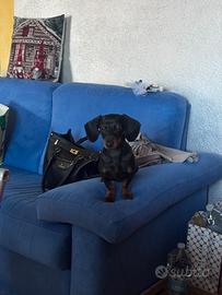 Bassotto Kaninchen disponibile per la monta