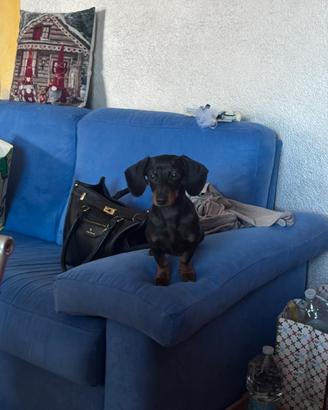 Bassotto Kaninchen disponibile per la monta