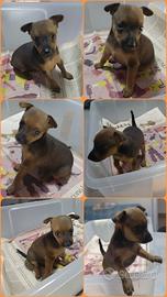 Pinscher Toy 
