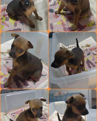 Pinscher Toy 