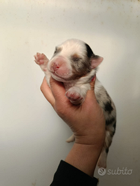 Pastore Australiano pedigree enci