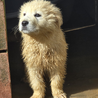 Adozione gratuita Artù