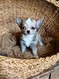 Chihuahua maschietto miny Toy
