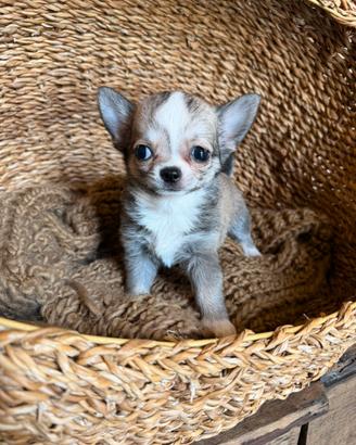 Chihuahua maschietto miny Toy