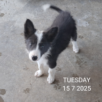 Border collie