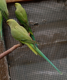 Parrocchetti dal collare