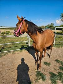 Cavallo in fida o mezza