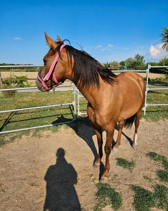 Cavallo in fida o mezza