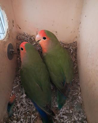 Coppia riproduttiva inseparabili roseicollis