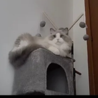 Ragdoll maschio pedigree disponibile per monta