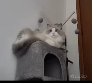 Ragdoll maschio pedigree disponibile per monta