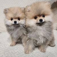 Cuccioli Spitz pomerania