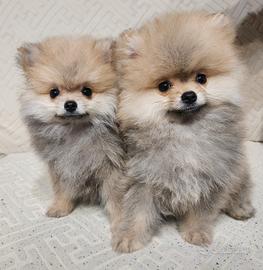 Cuccioli Spitz pomerania