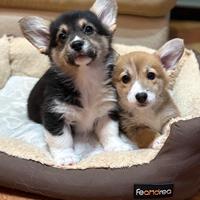 Cuccioli di welsh corgi pembroke