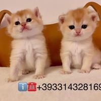 Gattini di razza British Shorthair e Scottish