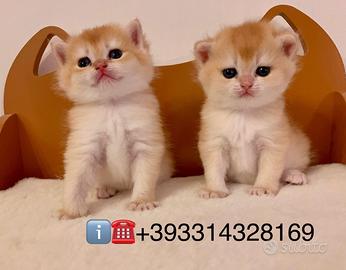 Gattini di razza British Shorthair e Scottish