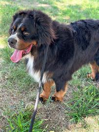 Bovaro del bernese