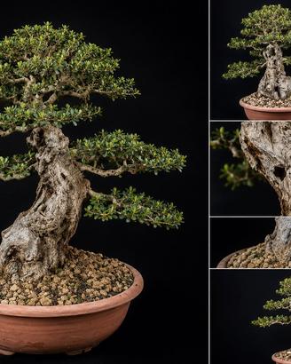 Bonsai Olivastro Maiorchino (PREZZO SHOCK)
