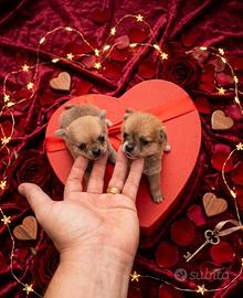 Chihuahua mini ciwawa toy