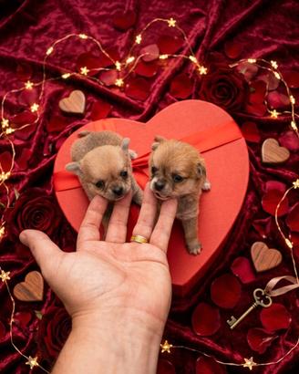 Chihuahua mini ciwawa toy